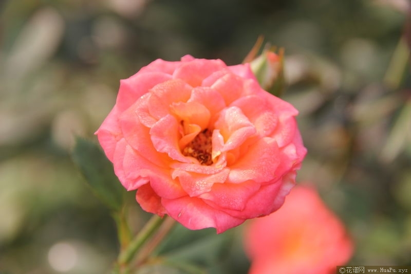 Peach Clementine柑橘