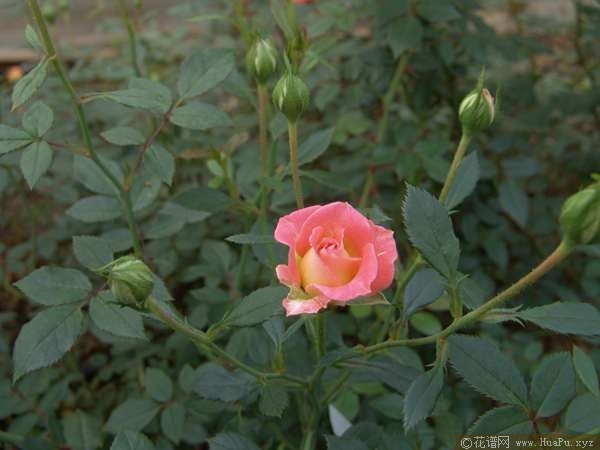 Peach Clementine柑橘