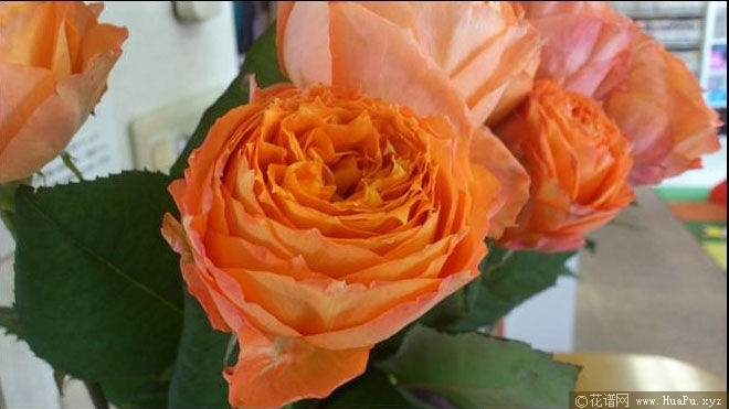 Romantic Rose Veil浪漫