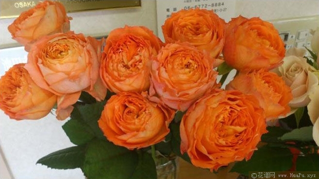 Romantic Rose Veil浪漫