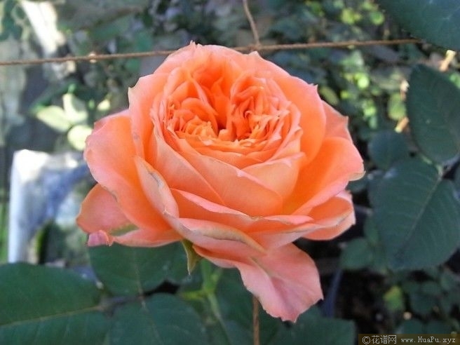 Romantic Rose Veil浪漫