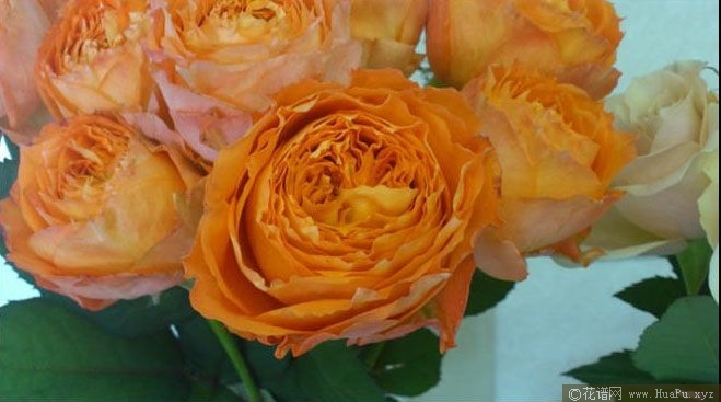 Romantic Rose Veil浪漫
