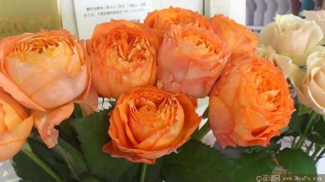 Romantic Rose Veil浪漫
