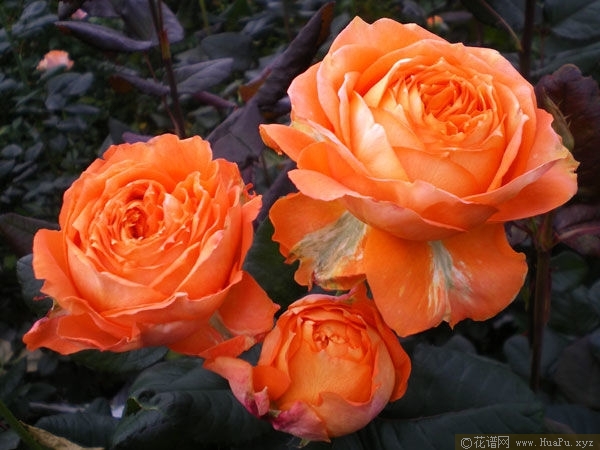 Romantic Rose Veil浪漫