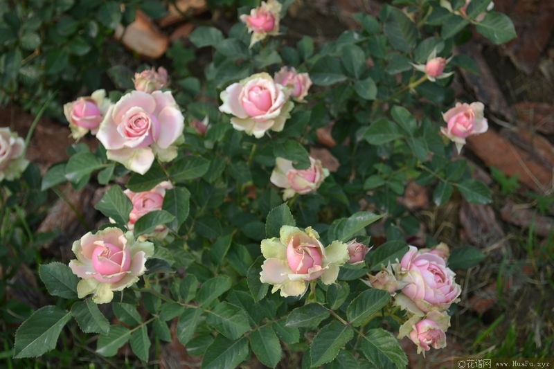 Romantic Rose Veil浪漫