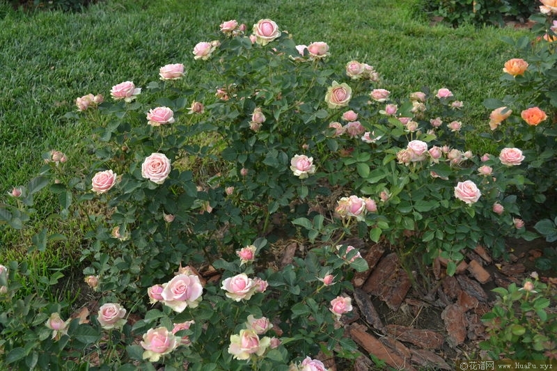 Romantic Rose Veil浪漫
