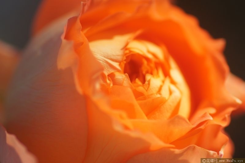 Romantic Rose Veil浪漫