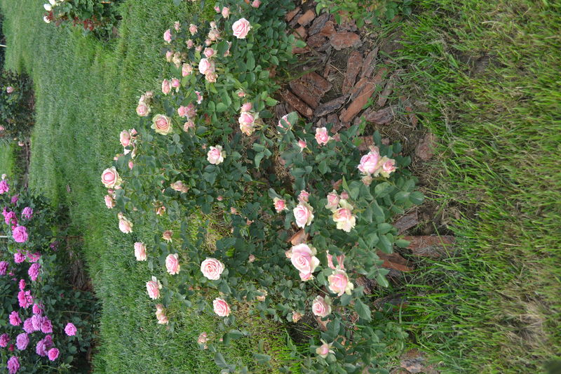 Romantic Rose Veil浪漫