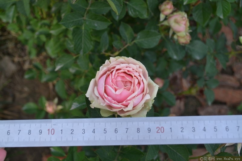 Romantic Rose Veil浪漫