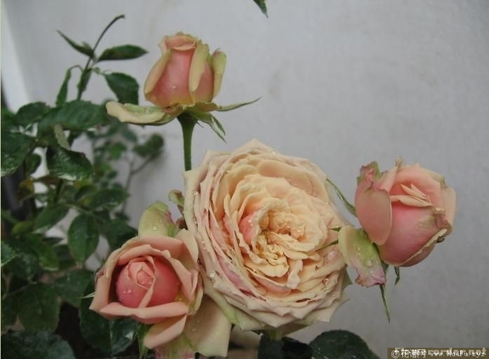Romantic Rose Veil浪漫