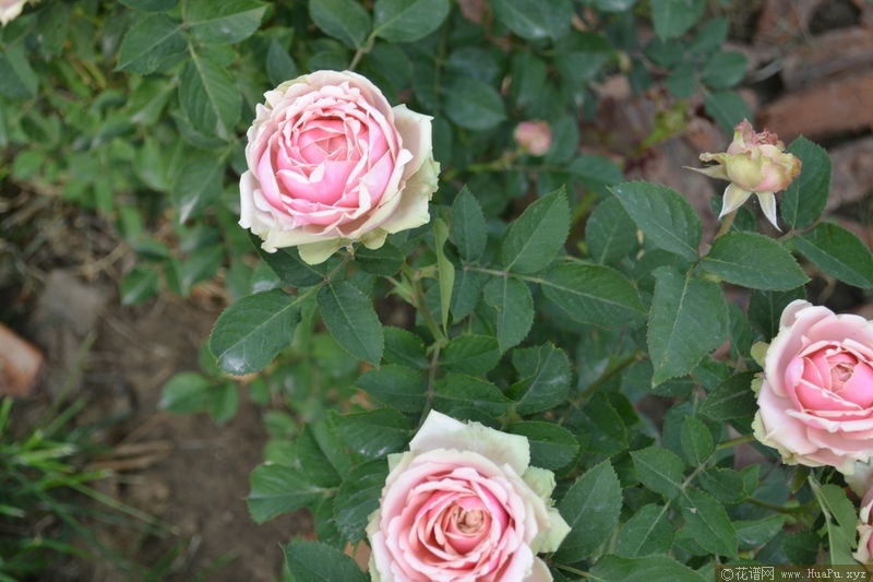 Romantic Rose Veil浪漫