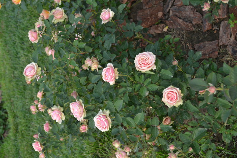 Romantic Rose Veil浪漫