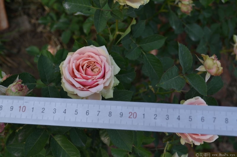 Romantic Rose Veil浪漫
