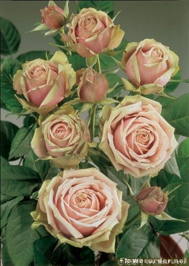 Romantic Rose Veil浪漫