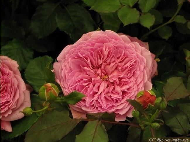 princess alexandra of kent亚历山德拉公主