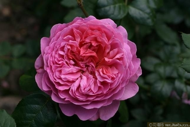 princess alexandra of kent亚历山德拉公主