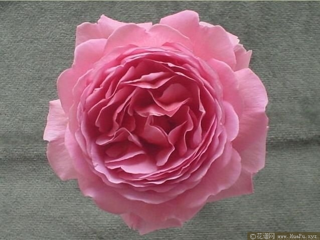 princess alexandra of kent亚历山德拉公主