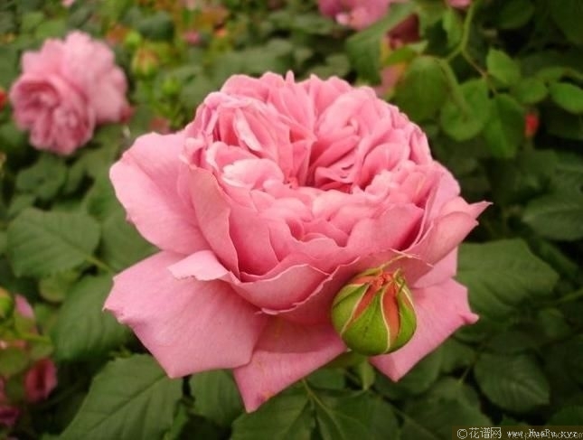 princess alexandra of kent亚历山德拉公主
