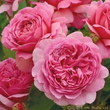 princess alexandra of kent亚历山德拉公主