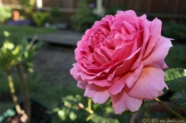 princess alexandra of kent亚历山德拉公主