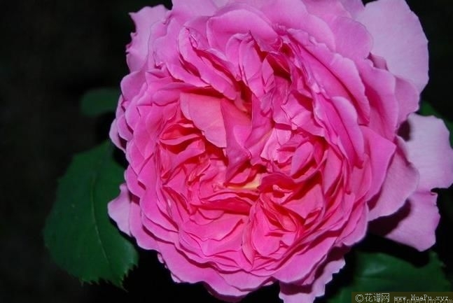princess alexandra of kent亚历山德拉公主