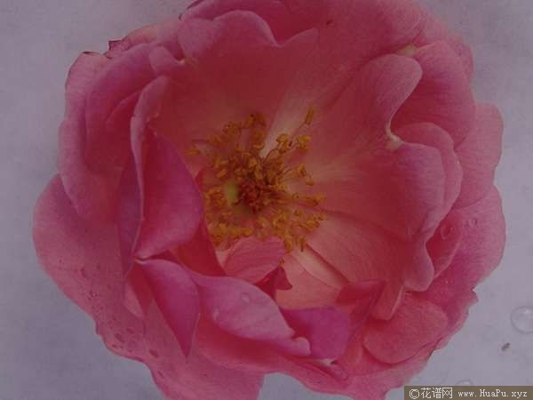 Rosa odorata var. erubescens粉红香水月季 