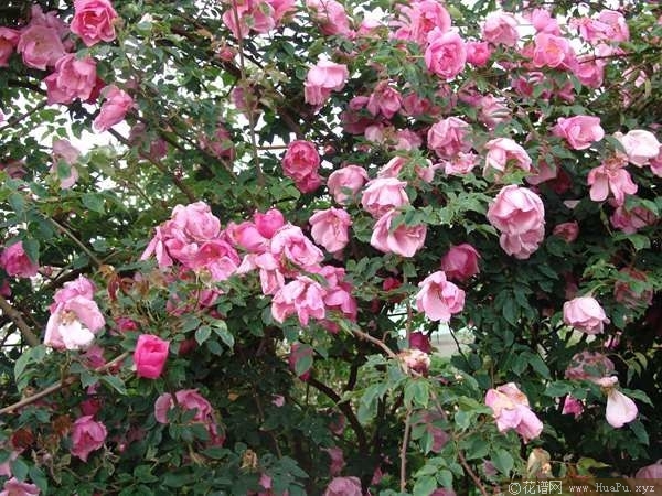 Rosa odorata var. erubescens粉红香水月季 