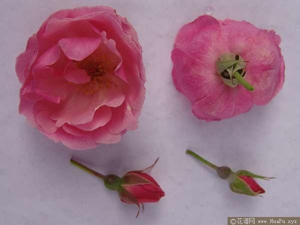 Rosa odorata var. erubescens粉红香水月季 