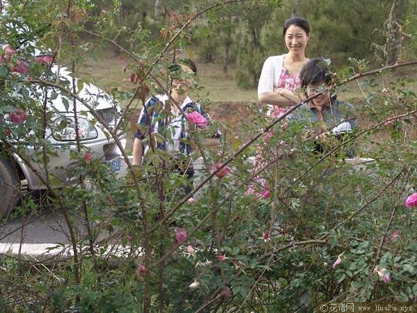 Rosa odorata var. erubescens粉红香水月季 