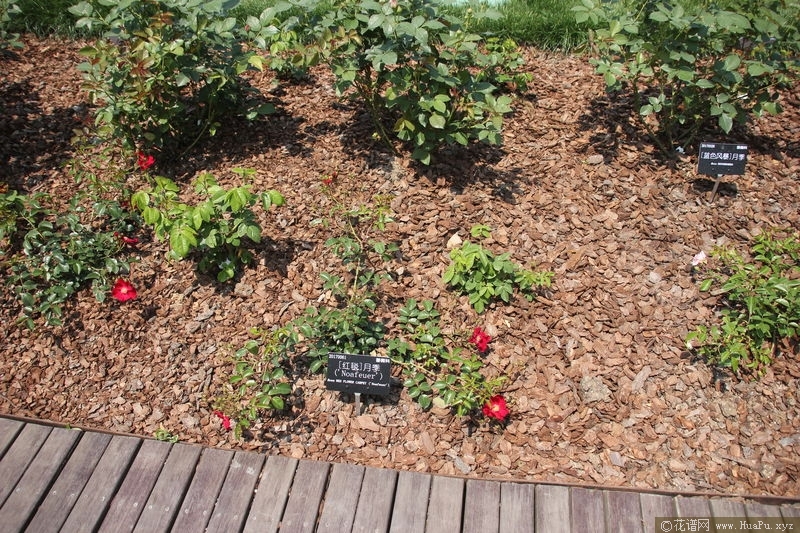red flower carpet‘Noafeuer’红毯