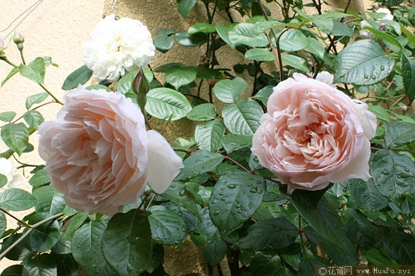The Generous Gardener慷慨的园丁 
