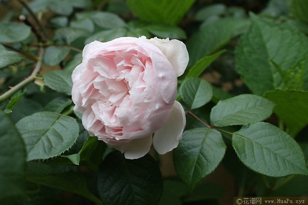 the generous gardener慷慨的园丁 月季的优缺点与资料品种介绍 – 花