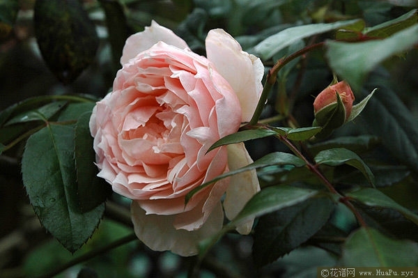 The Generous Gardener慷慨的园丁 