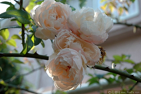 The Generous Gardener慷慨的园丁 