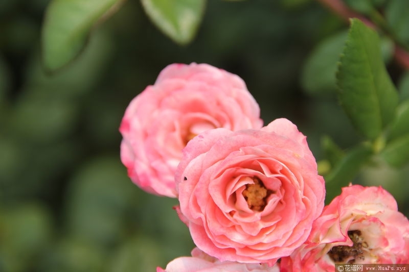 Patte de Velours丝绒爪子