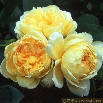 St. Alban圣奥尔本 