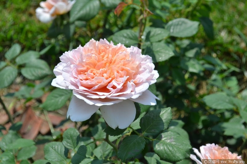 Sweet Juliet甜蜜朱丽叶