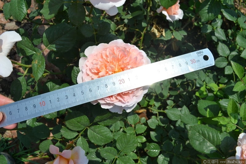 Sweet Juliet甜蜜朱丽叶
