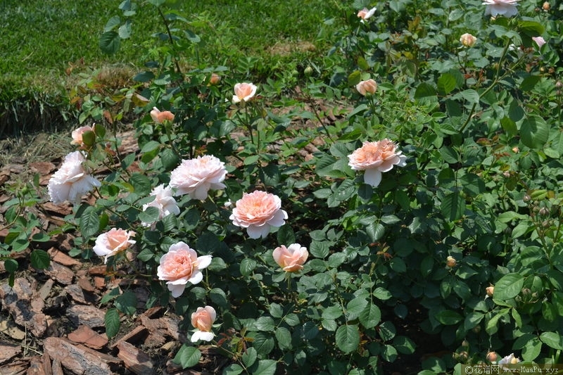 Sweet Juliet甜蜜朱丽叶