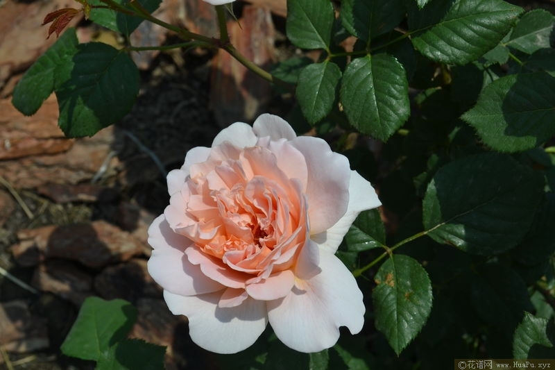 Sweet Juliet甜蜜朱丽叶