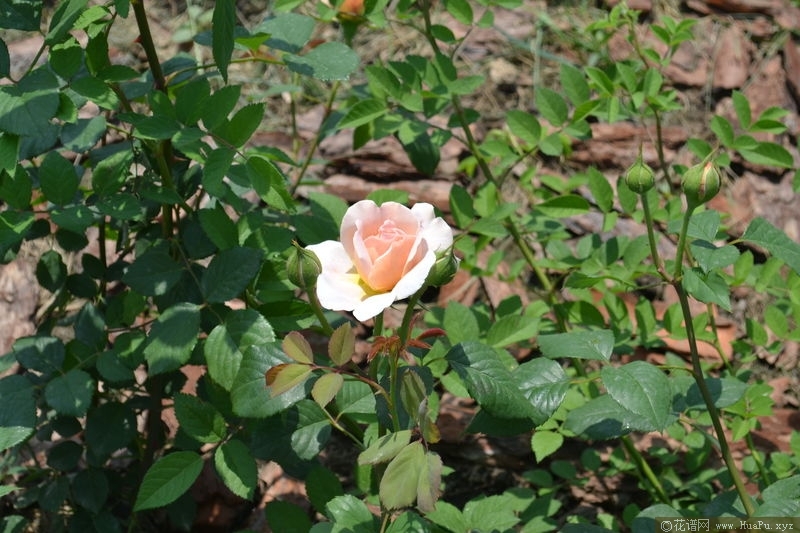 Sweet Juliet甜蜜朱丽叶