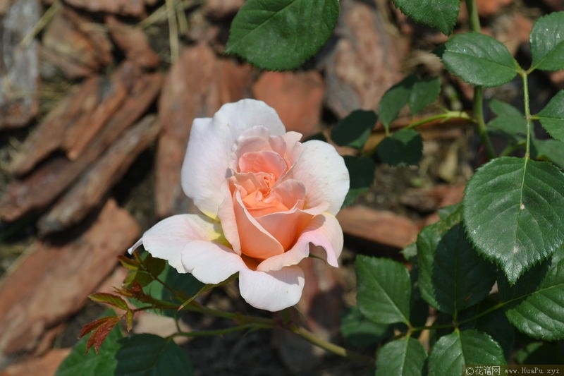 Sweet Juliet甜蜜朱丽叶