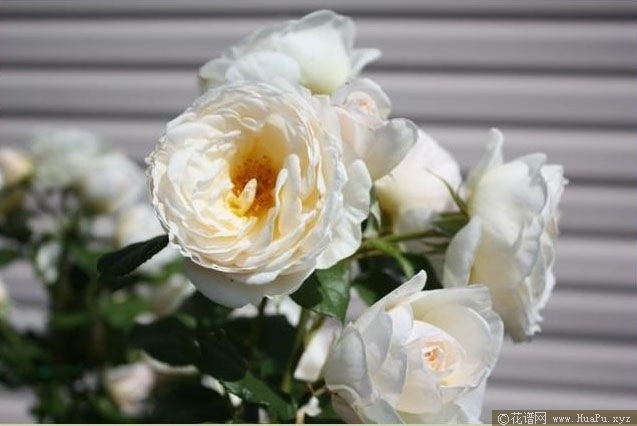 Uetersener Klosterrose 尤特森修道院 