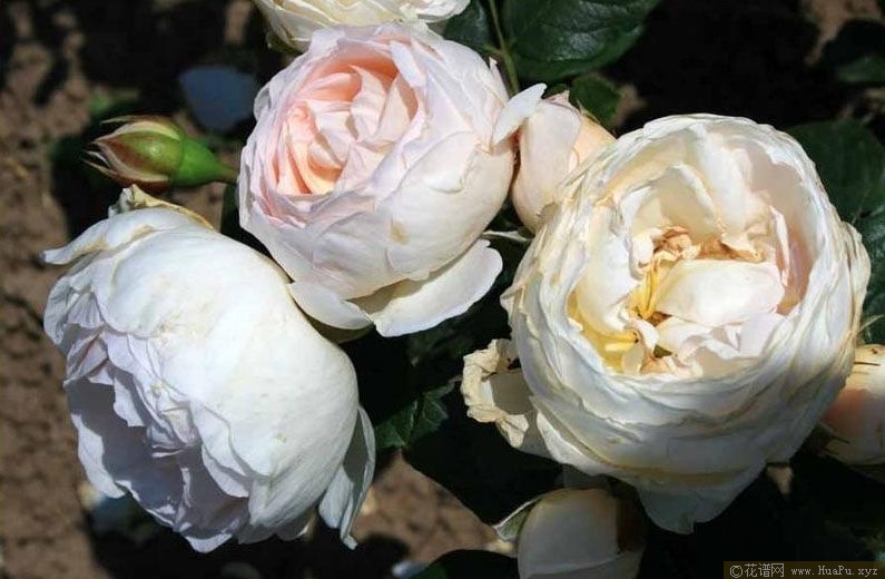 Uetersener Klosterrose 尤特森修道院 