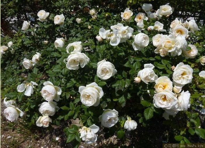 Uetersener Klosterrose 尤特森修道院 