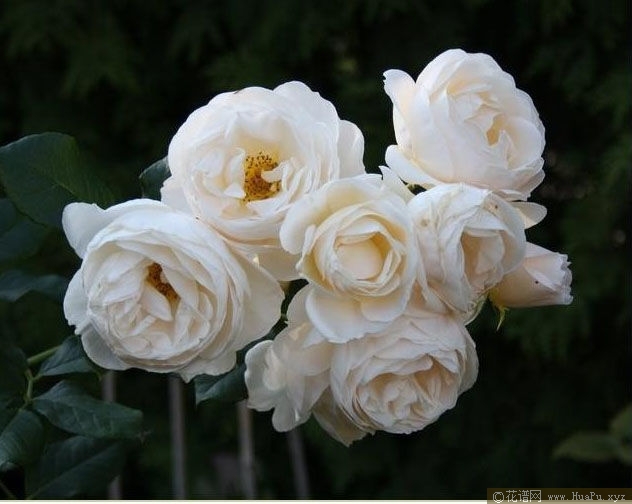 Uetersener Klosterrose 尤特森修道院 