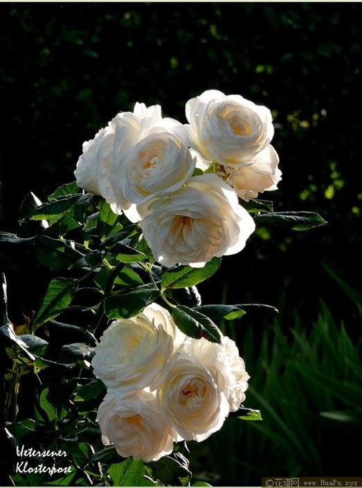 Uetersener Klosterrose 尤特森修道院 