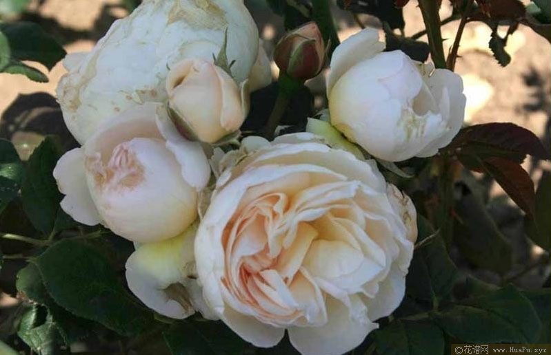 Uetersener Klosterrose 尤特森修道院 