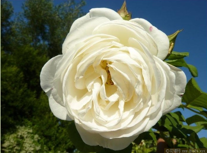 Uetersener Klosterrose 尤特森修道院 