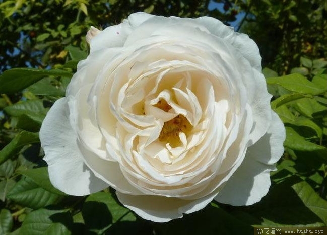 Uetersener Klosterrose 尤特森修道院 